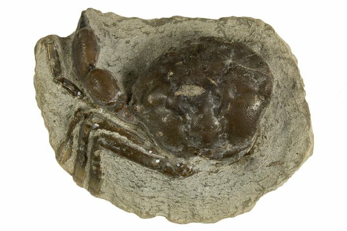 Eocene Fossil Crab (Pulalius) - Washington State #338080